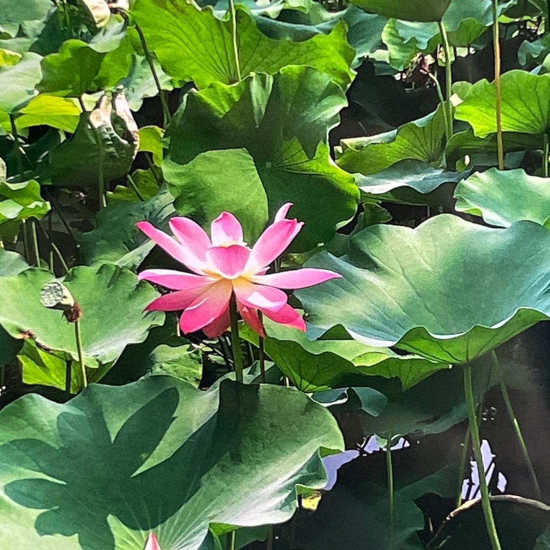 海口秀英区相正网百货商行（个体工商户）