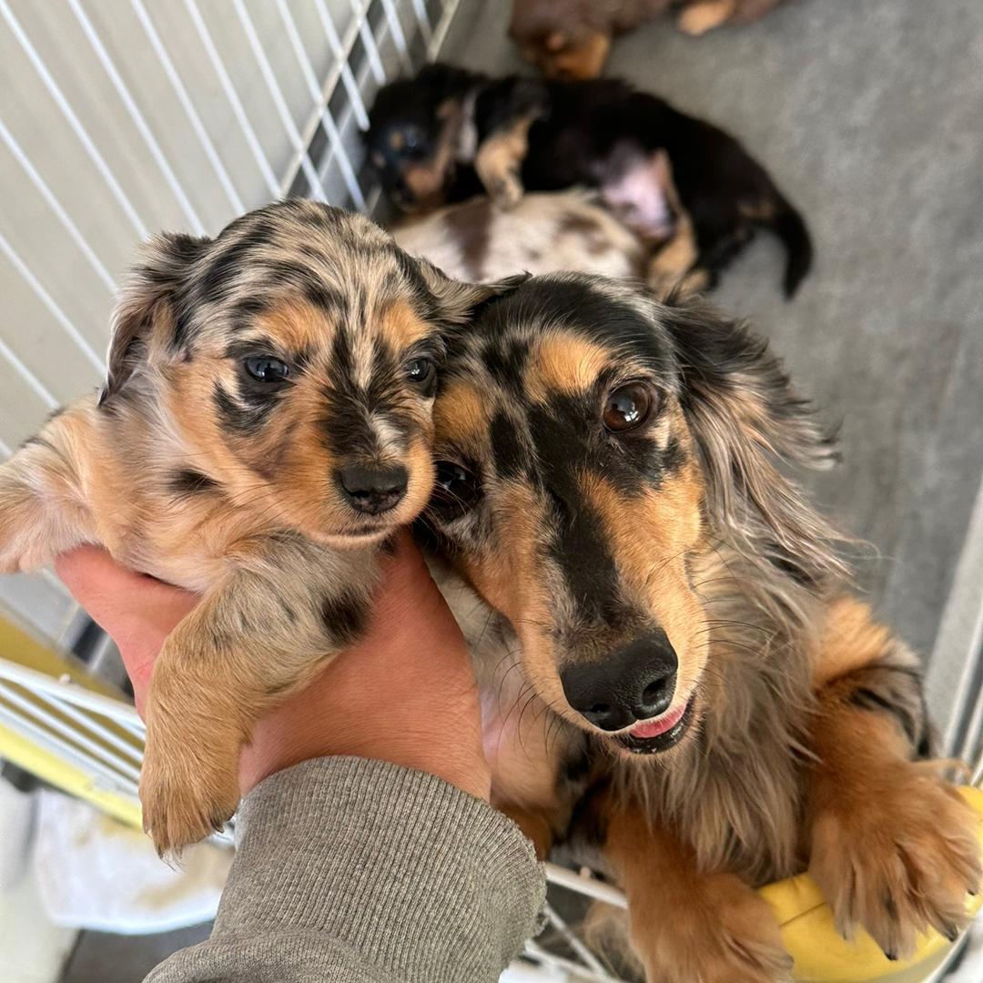 芳草地（腊肠犬）