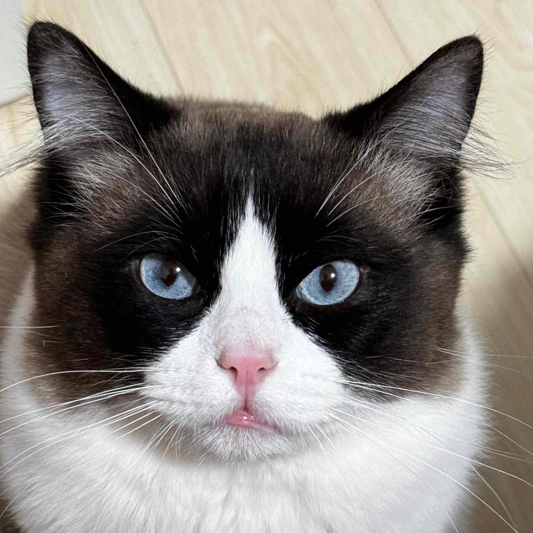 𓆡𓆝𓆟𓆜𓆞𓆝𓆟𓆜𓆞