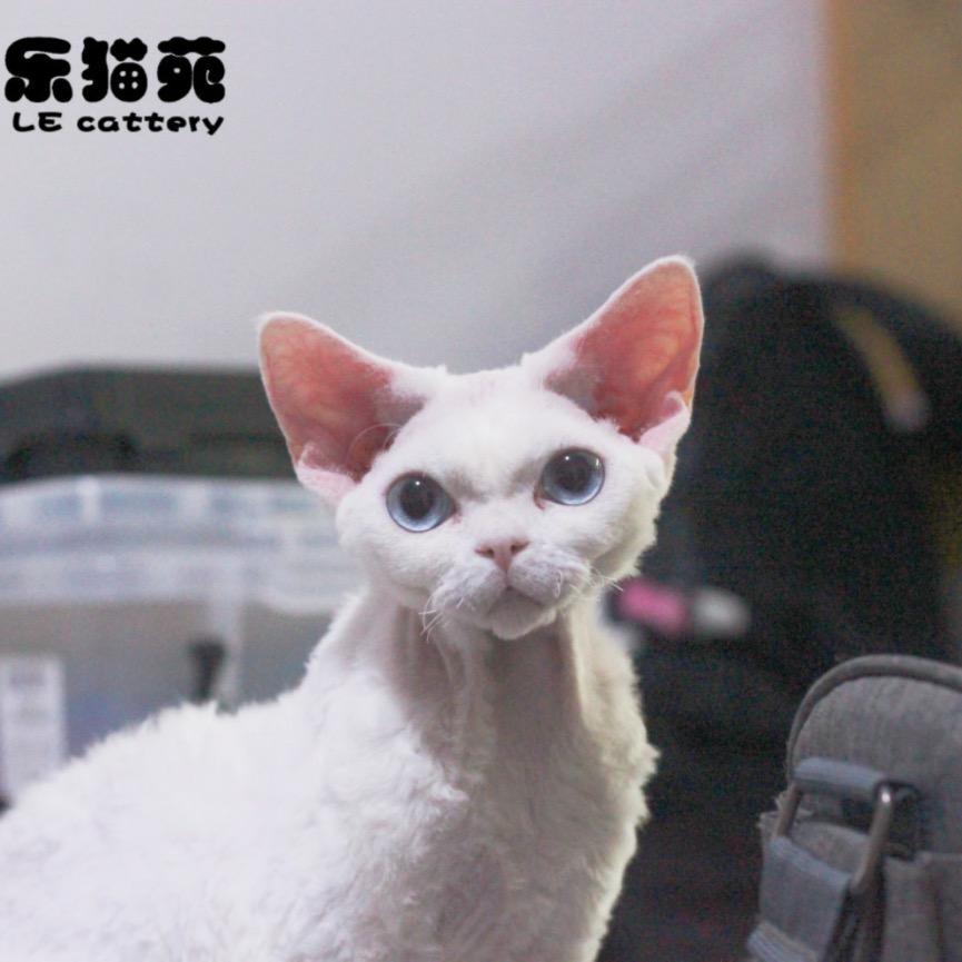 家乐猫苑（德文卷毛猫）