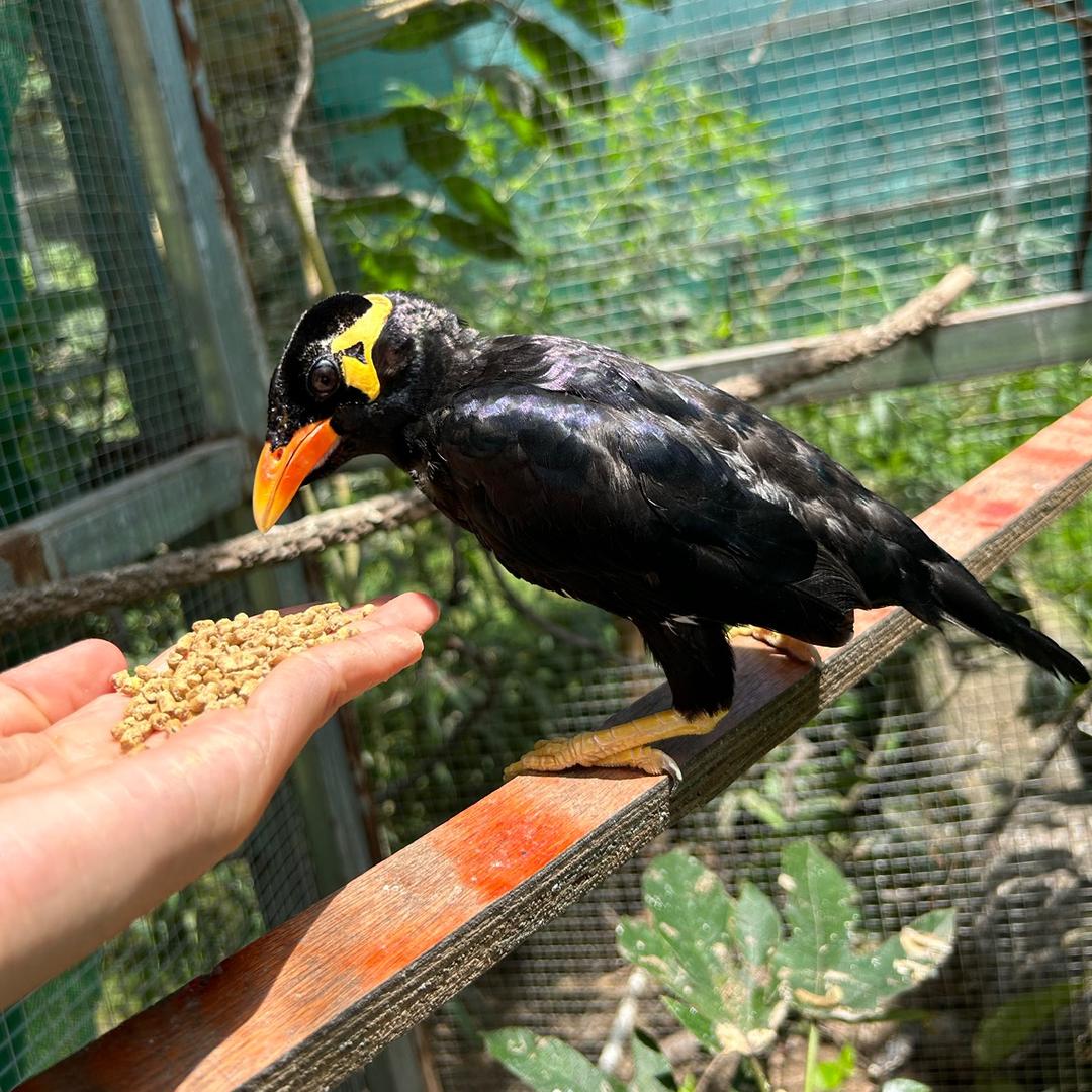 小7⃣️手养鸟宠（小号）