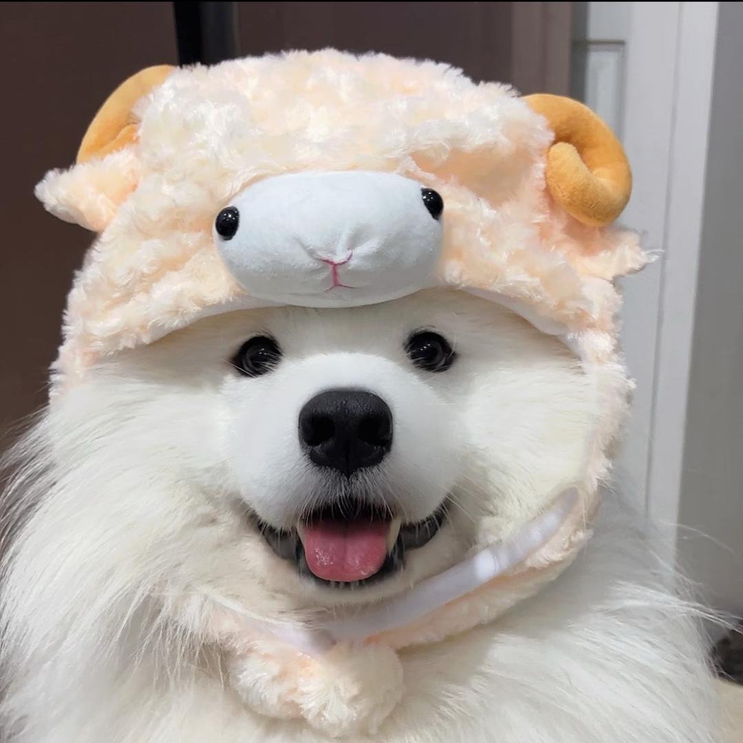 宠多多