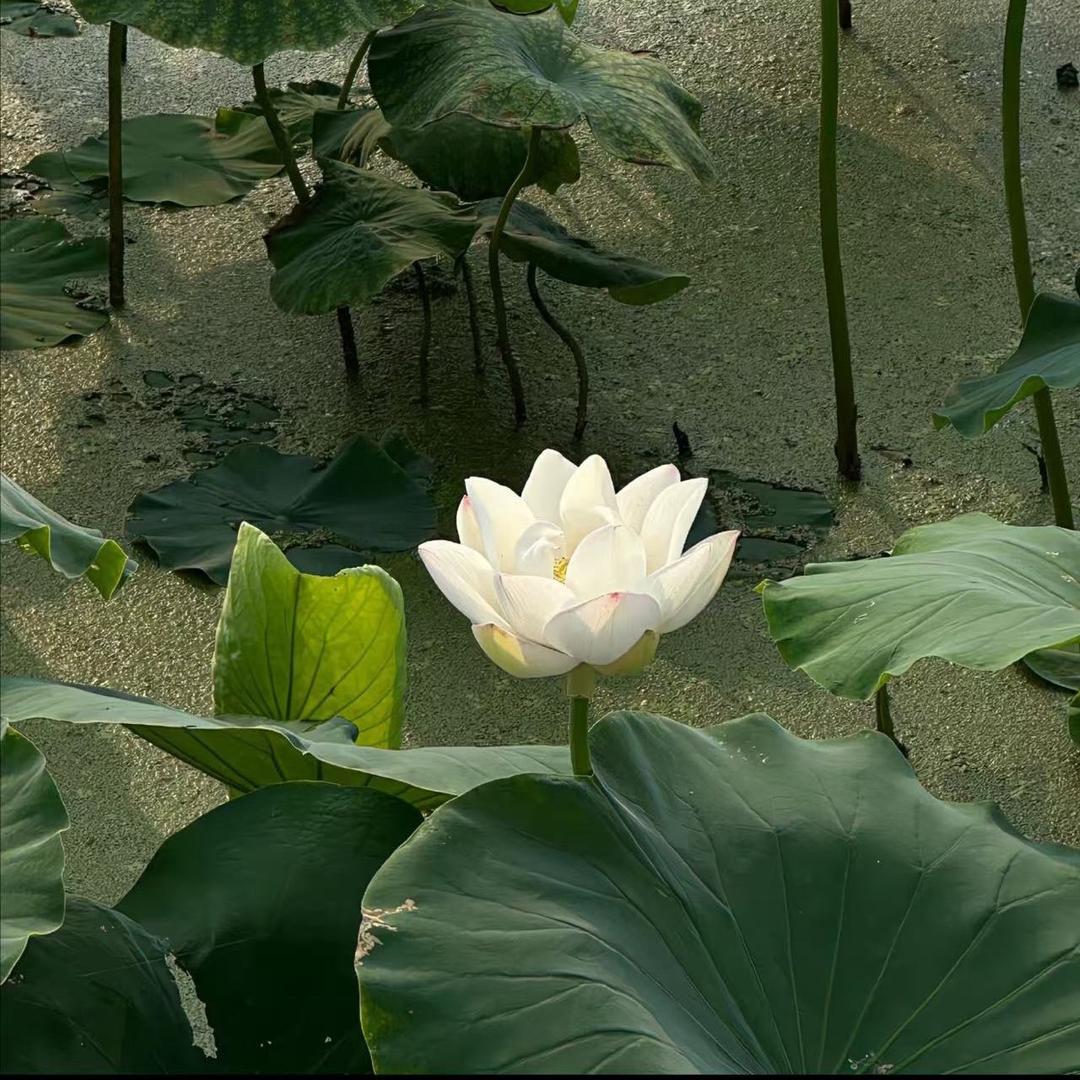 果果和小乔