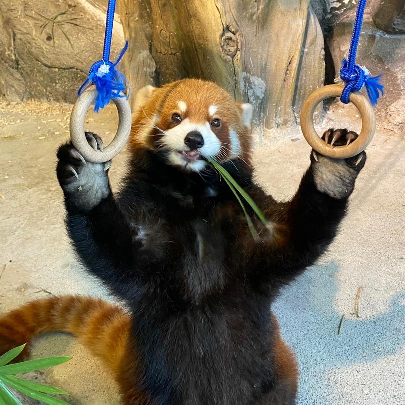 望仔瑶瑶乐