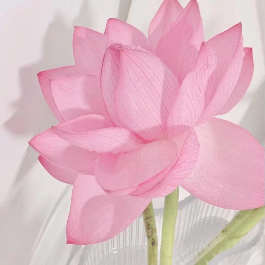花花小可爱
