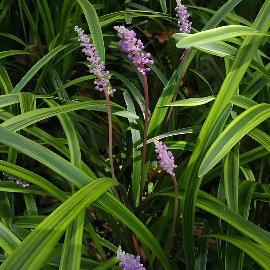 科学种药材