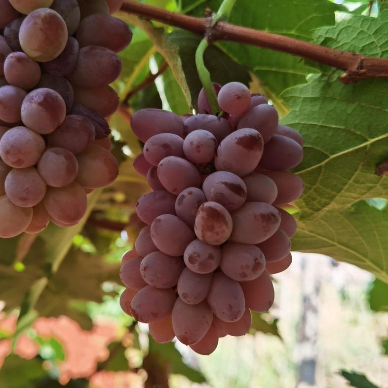 帅林不是真农民