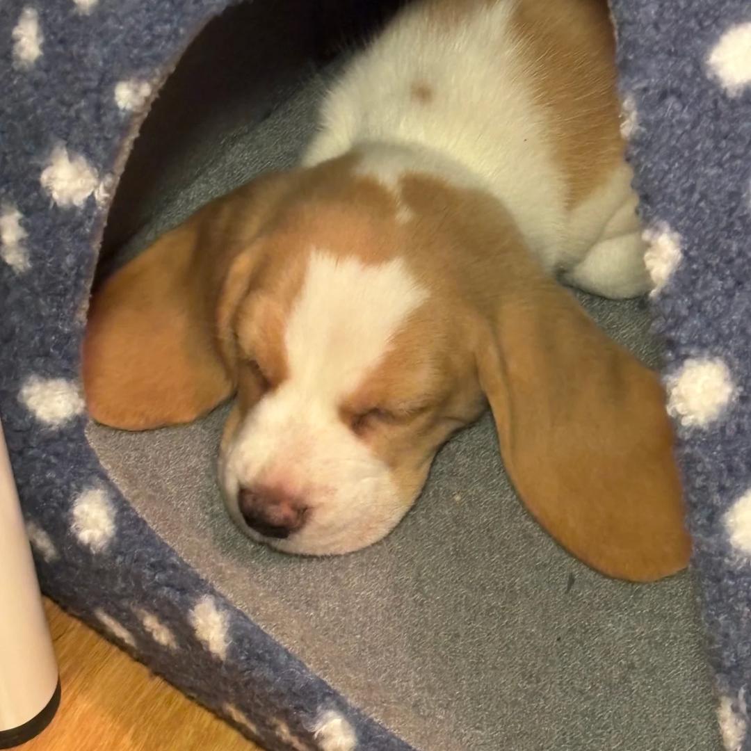 如果和比格犬一样轻松就好了