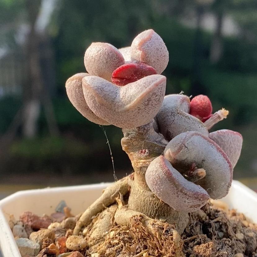 彩虹小脑斧🧚‍♀️🌈