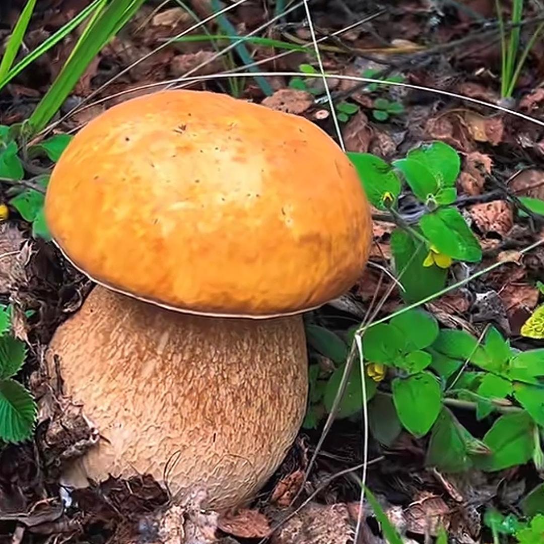 西昌采蘑菇的吴彦祖