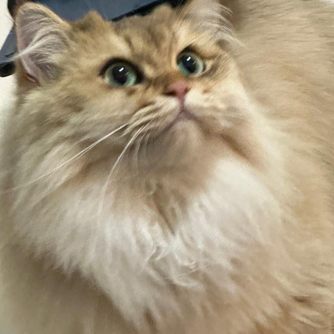 奈奈是只金渐层呀～