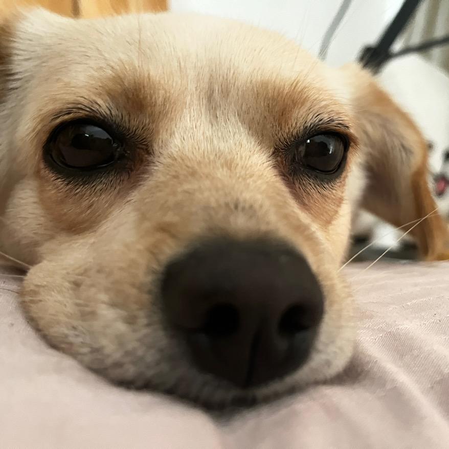 栗子大王💥（1500粉揪🎁）