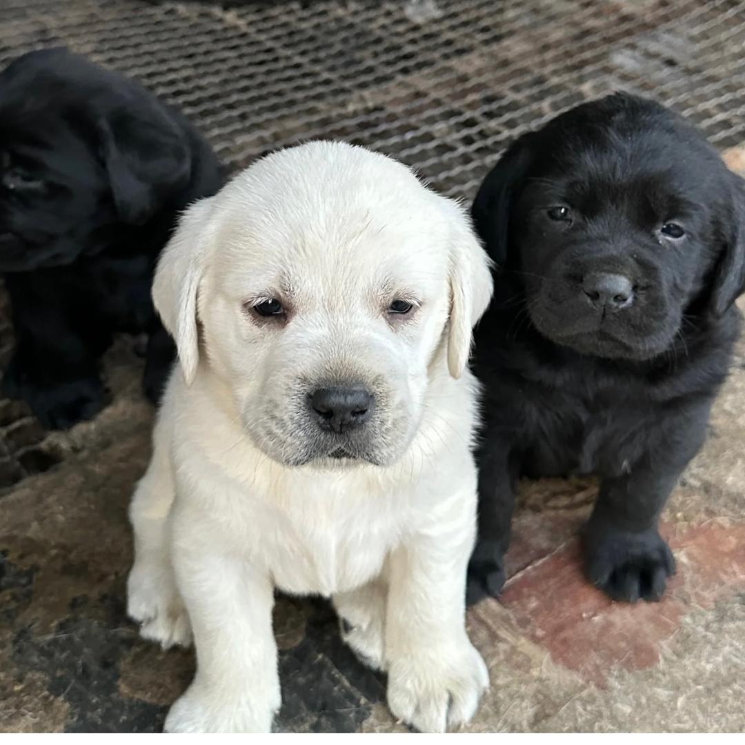 我家的拉布拉多🐶