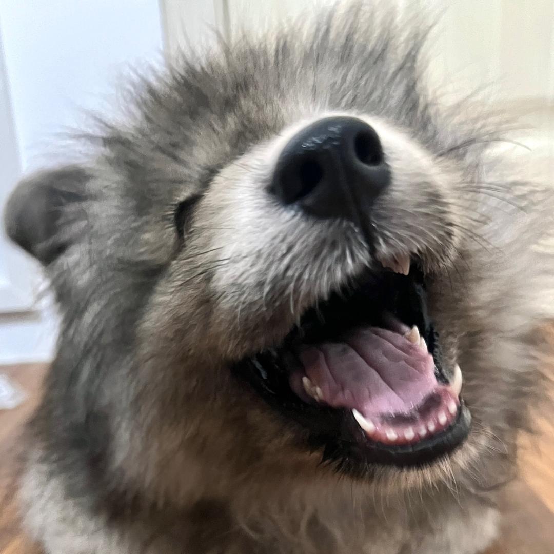 是小灰灰吗