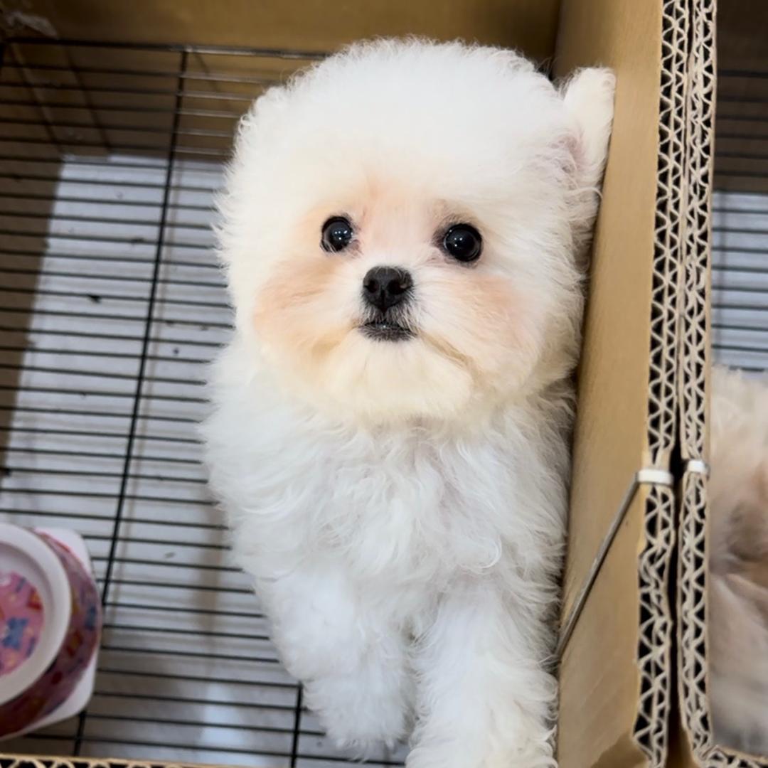 哆咪🐶和👦的日常