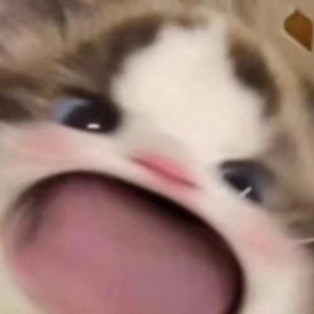 猫猫爱吃肉丸