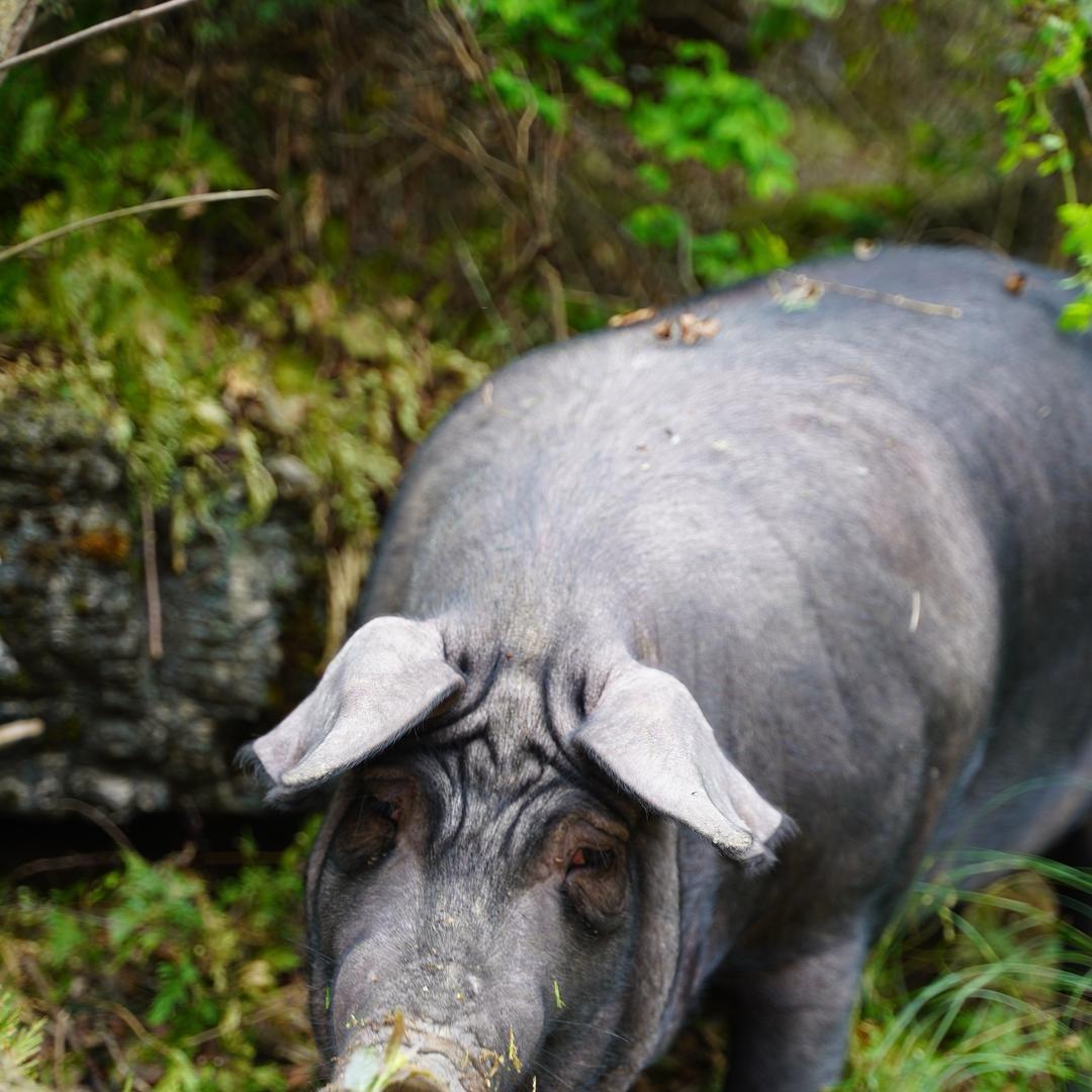 苗寨乡村土特产