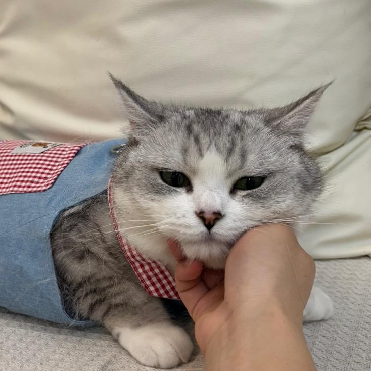 乱拉屎的豆豆