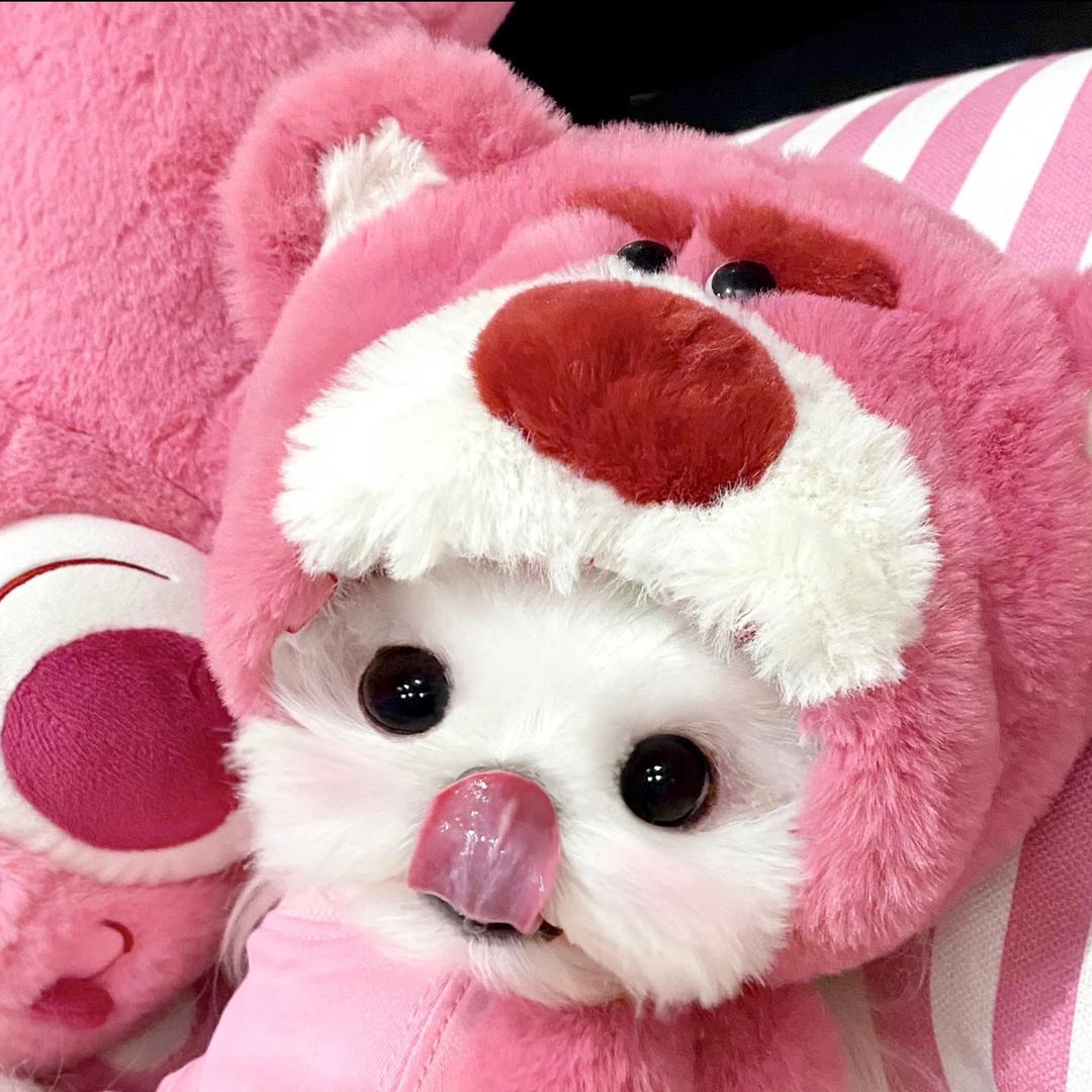 草莓熊宠物手作