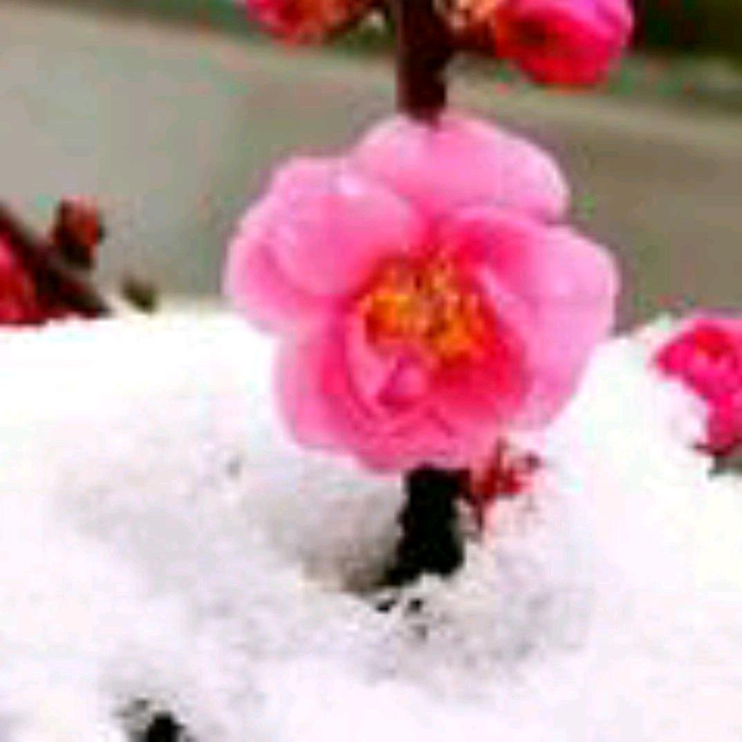 迟来的芬芳头像