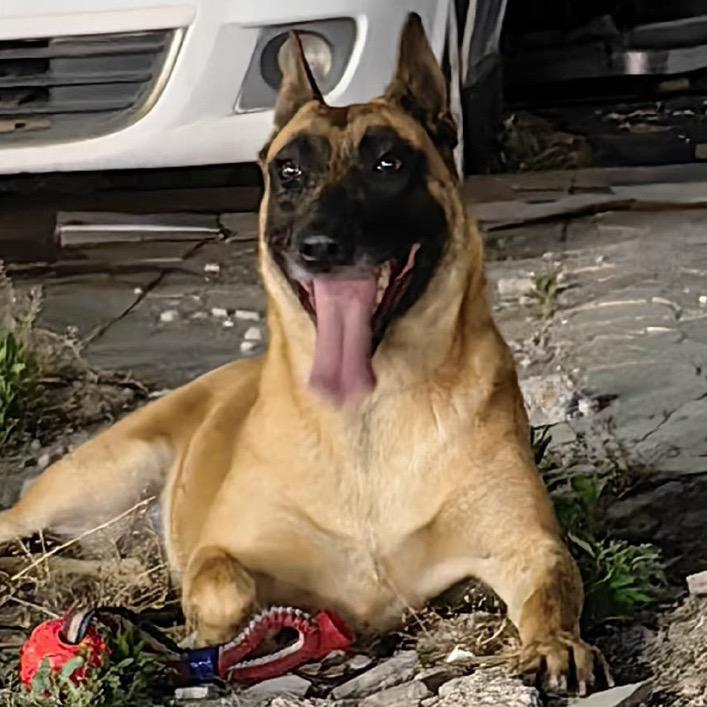 江苏盐城老兵CKU犬舍