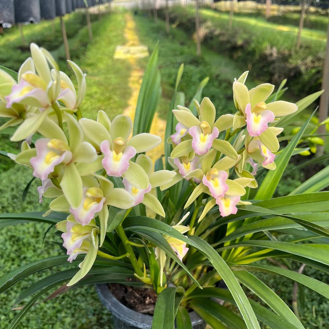 花花公子（兰花）
