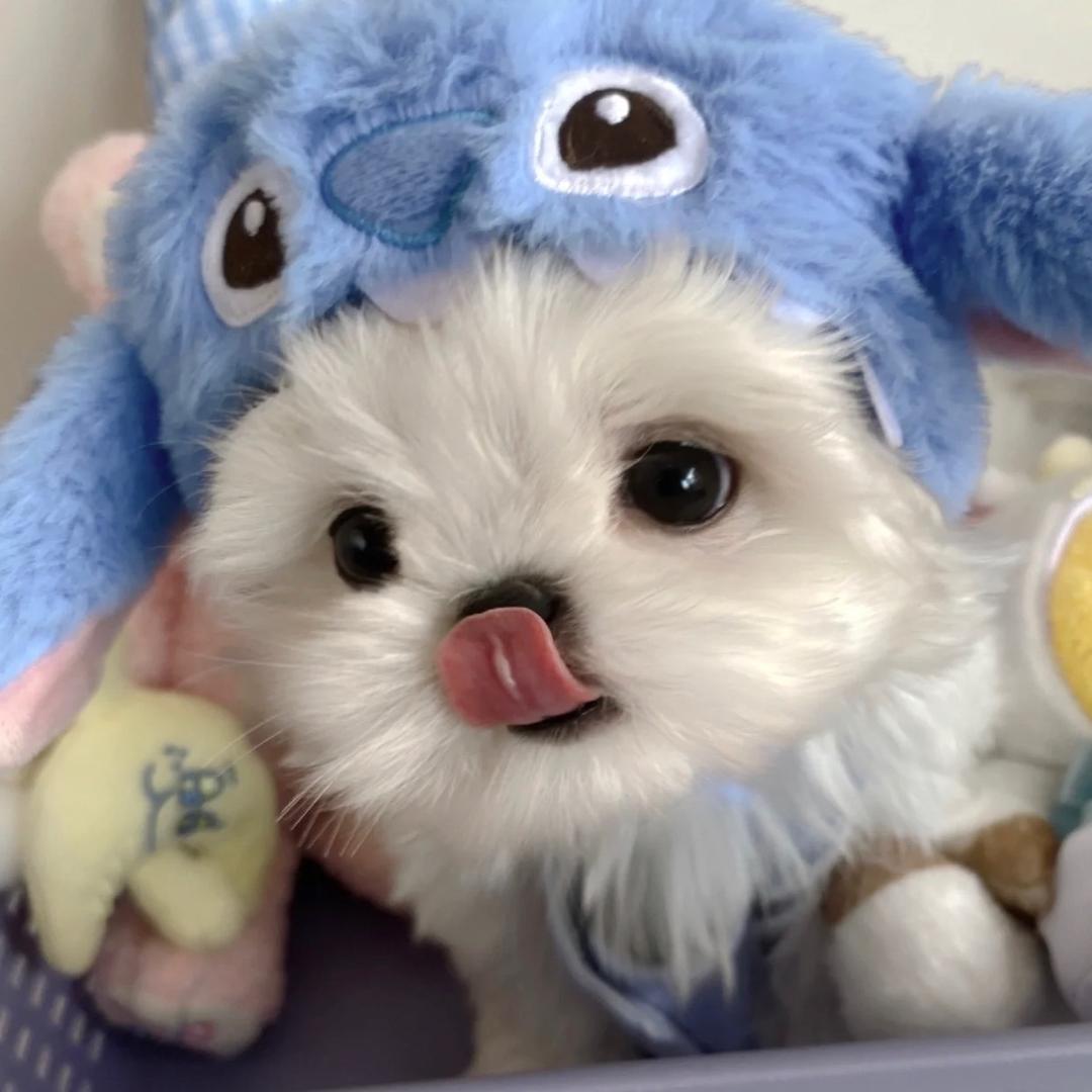 爱拍照的酱肉丝📷