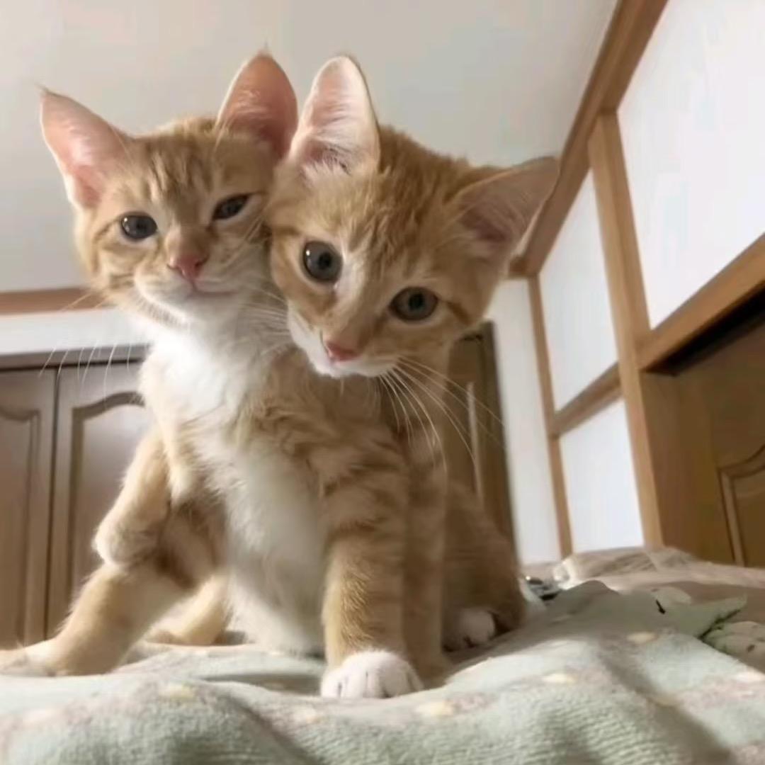 渑池国诚爱酷体验店国诚爱酷直播四号