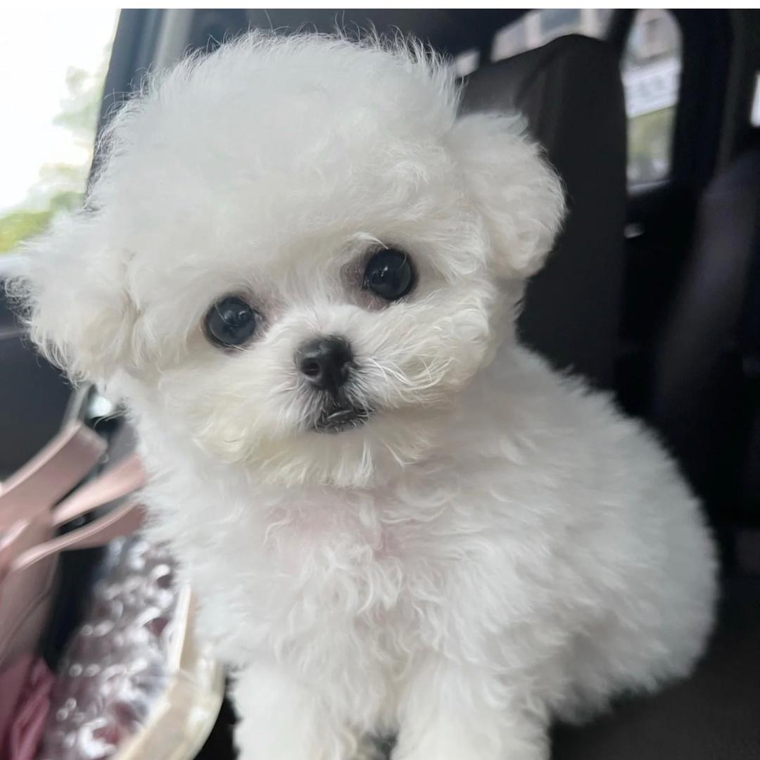 多多是比熊