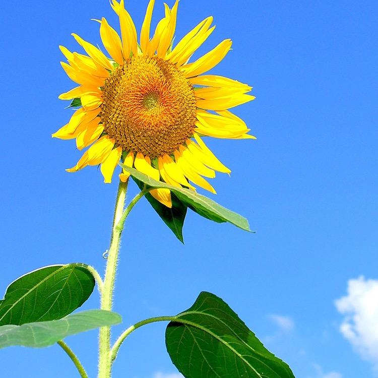 三弓路大洲星城A区吉吉烟酒西游直播号