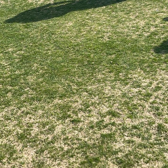 梦动珊珊直播号