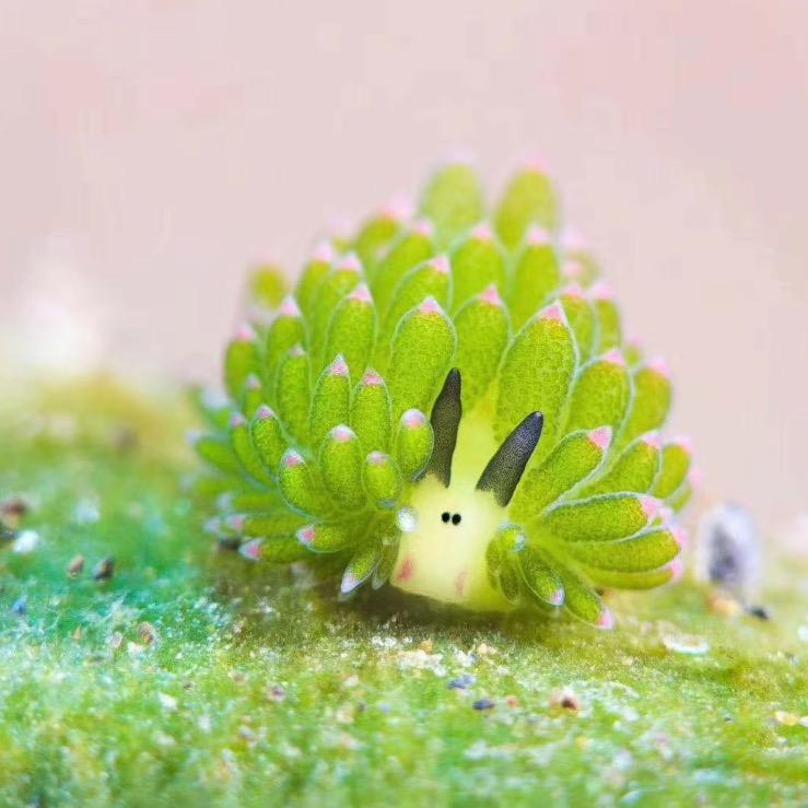 青提年糕脆冰冰