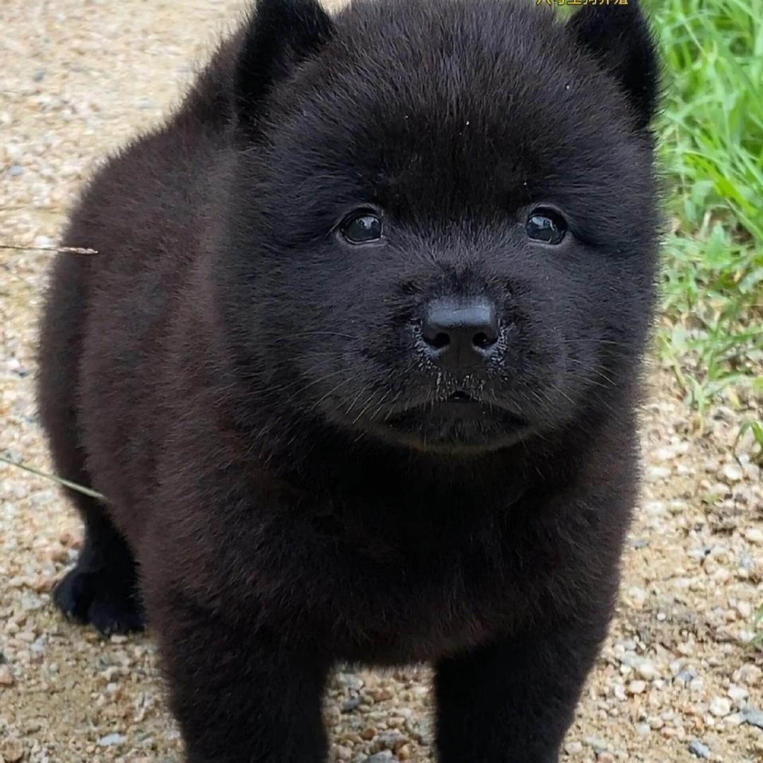 田园犬直发
