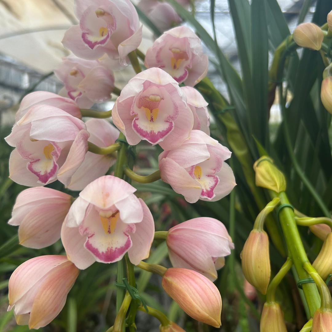 芳华花卉种植园