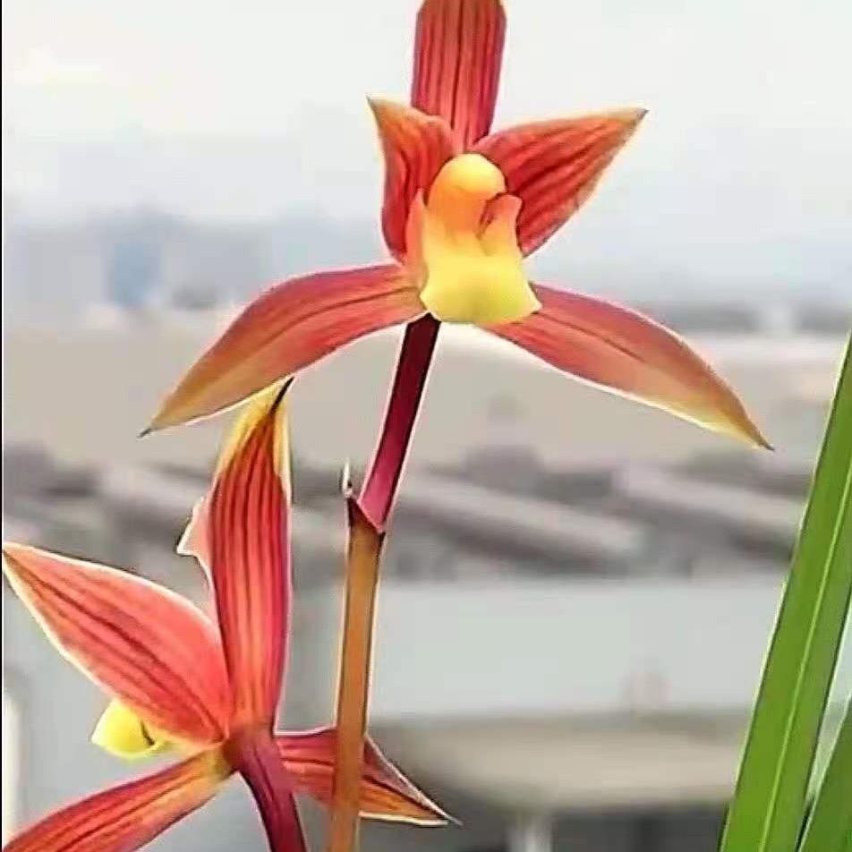 落雪花卉