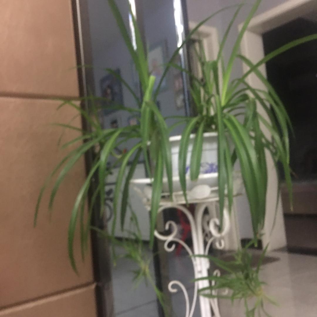 金龙超市(静安社区店)运远陆文艺馆杰杰a直播号