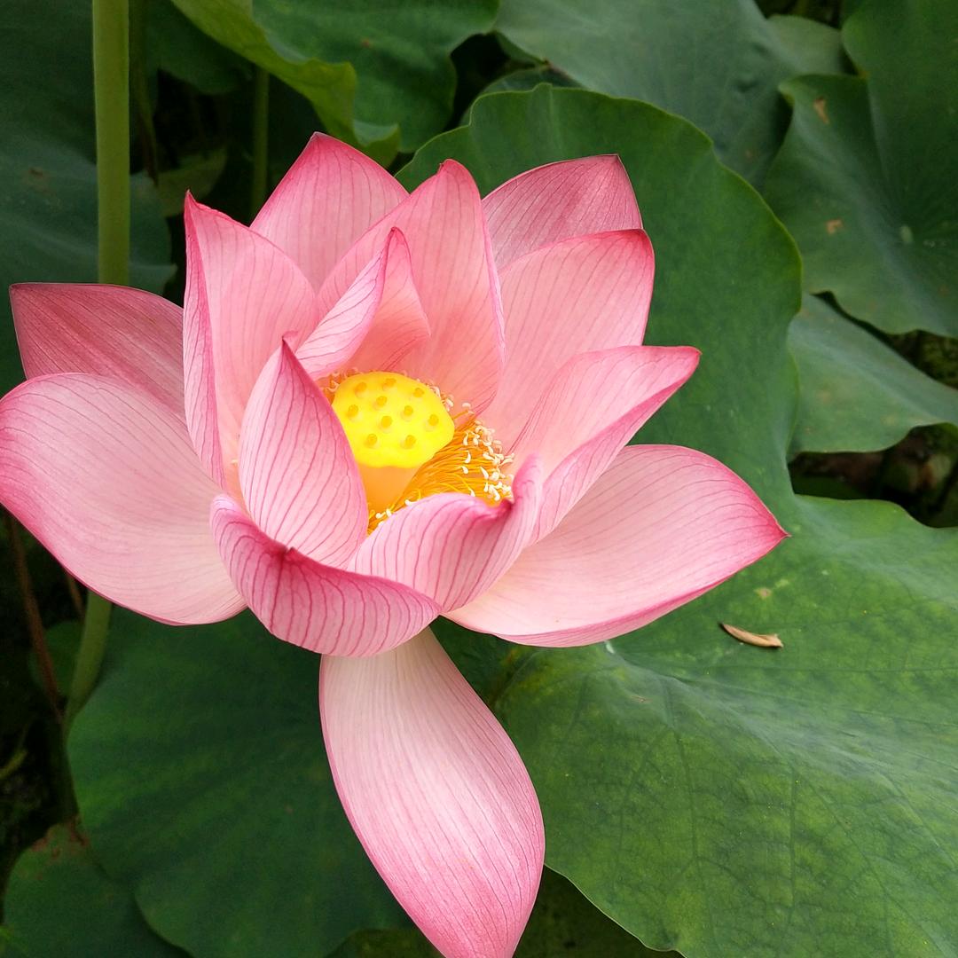 绿航果业(吉首水利大厦店)专用号