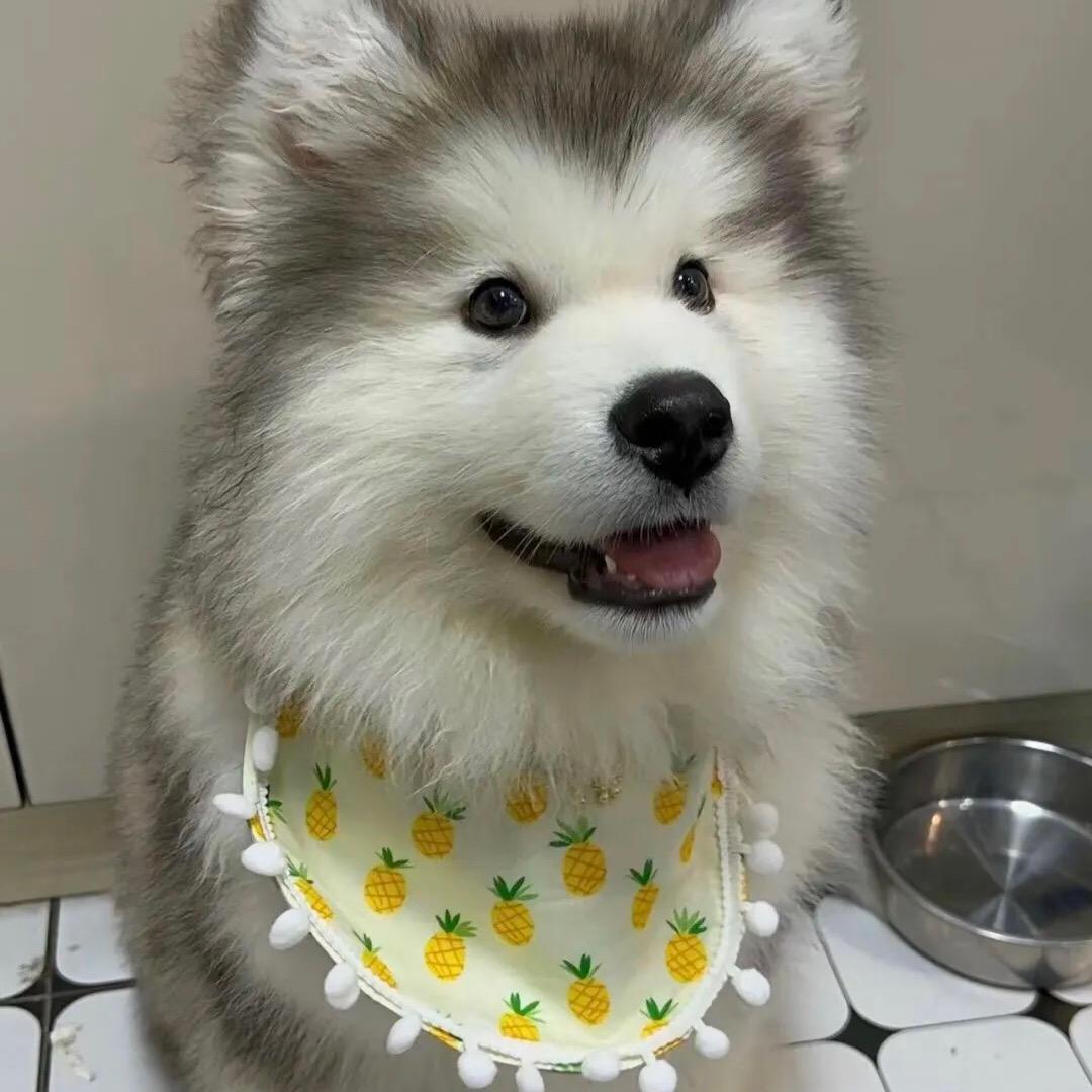萌宠
