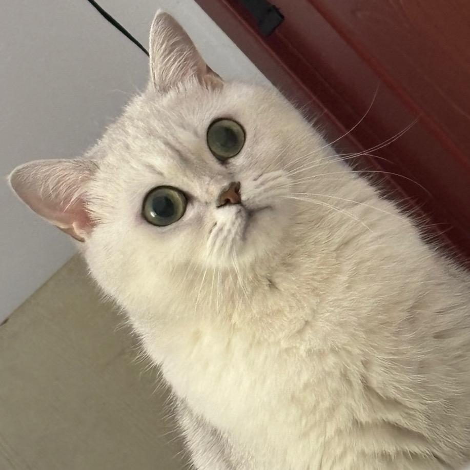 土豆是只可爱喵～