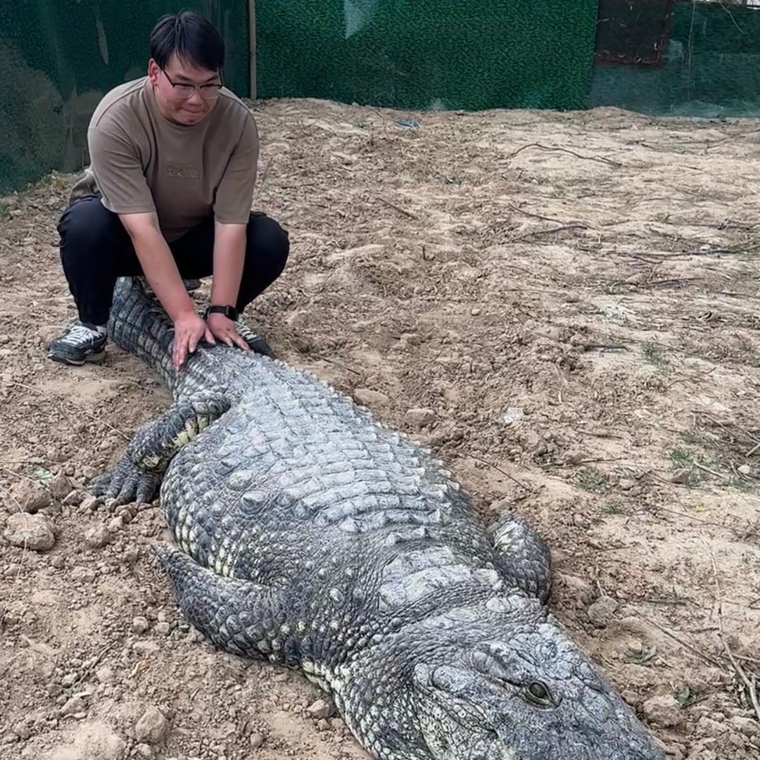 鳄鱼潭小崔崔
