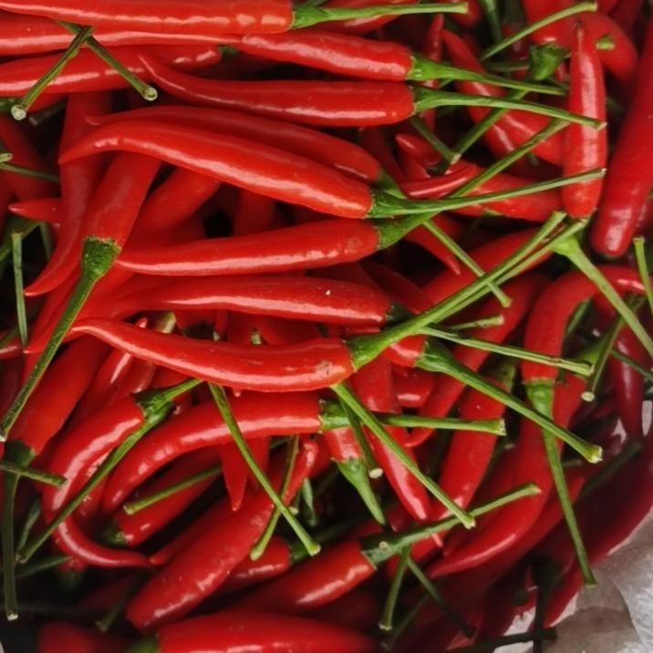 80后老刘 辣椒缘