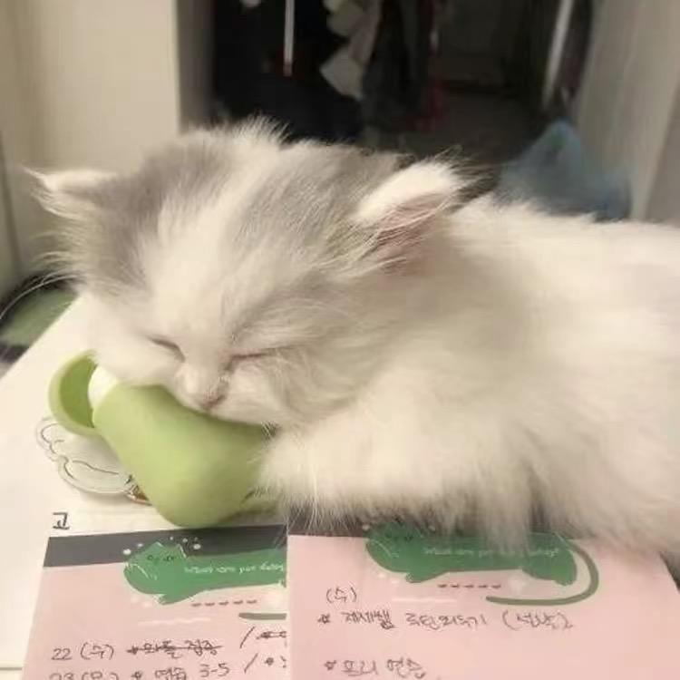 橘🍊