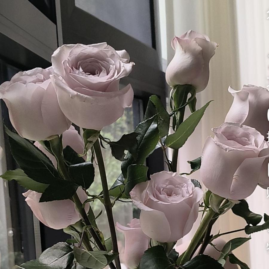 犍为千里臣兰兰