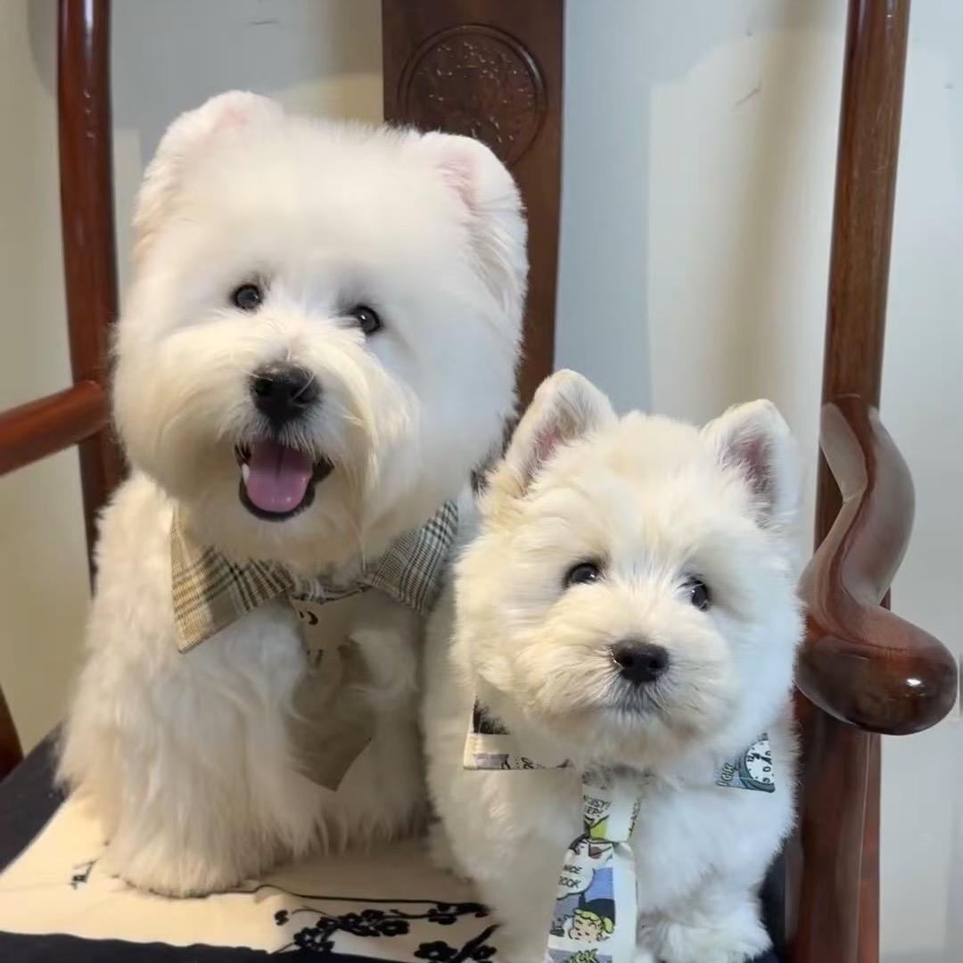 杭州小白家西高地