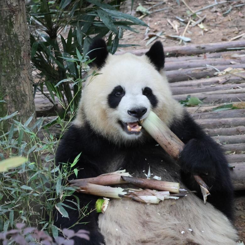 小熊爱上竹