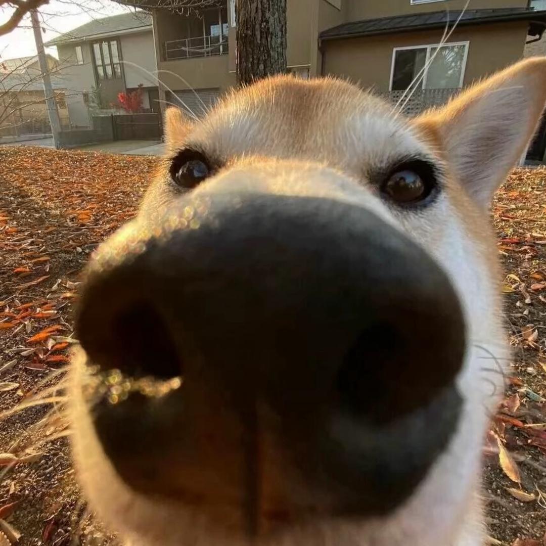 小星（王者荣耀）粉丝团免费打号