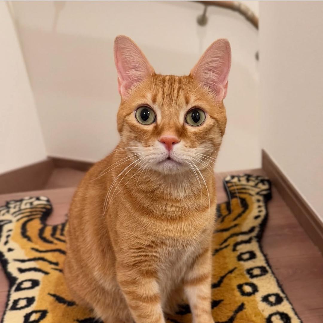 小橘子猫