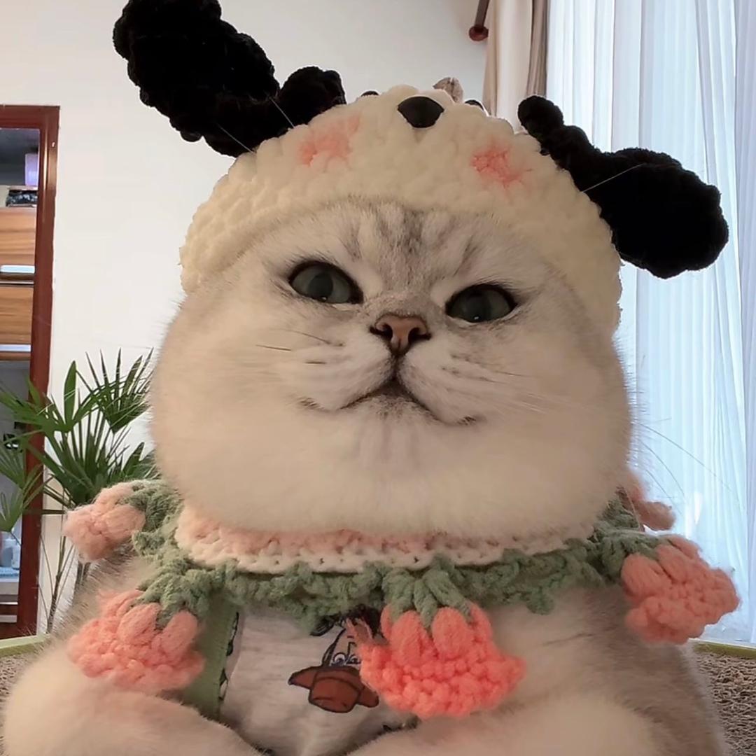 清清（甜饱肚子🥞