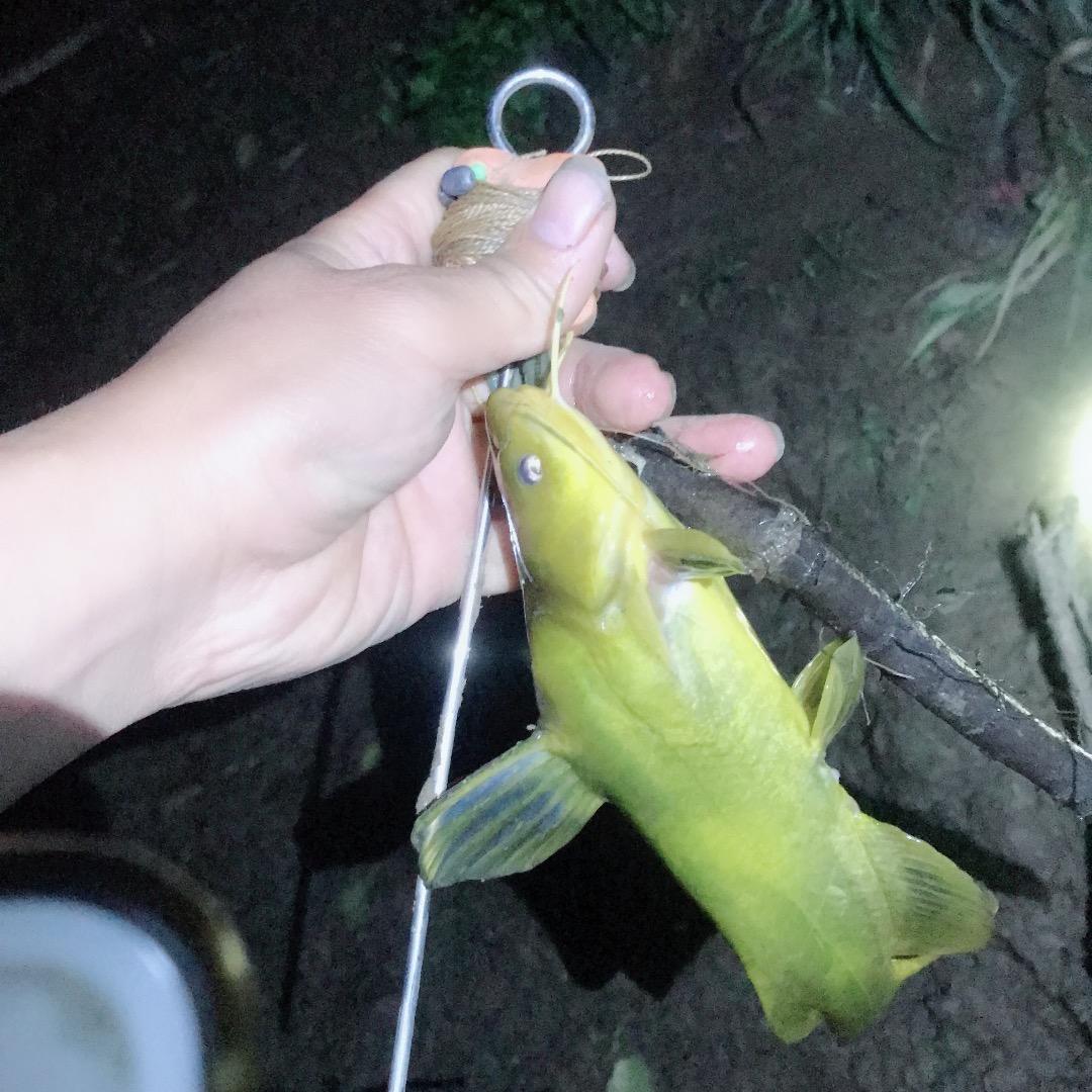 山野大炮(歪钩钓鱼)