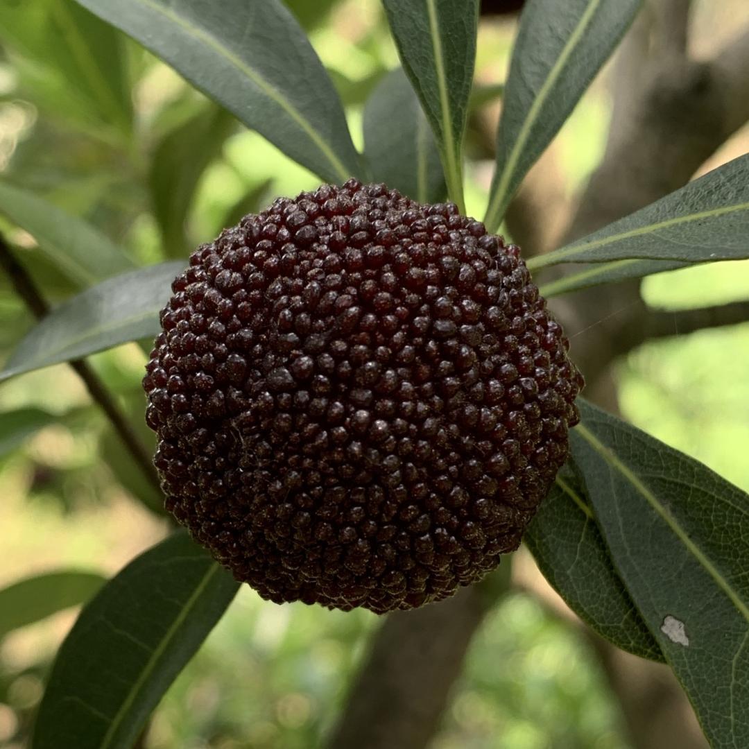 牛骥慈溪市牛骥贸易有限公司酒类专卖店